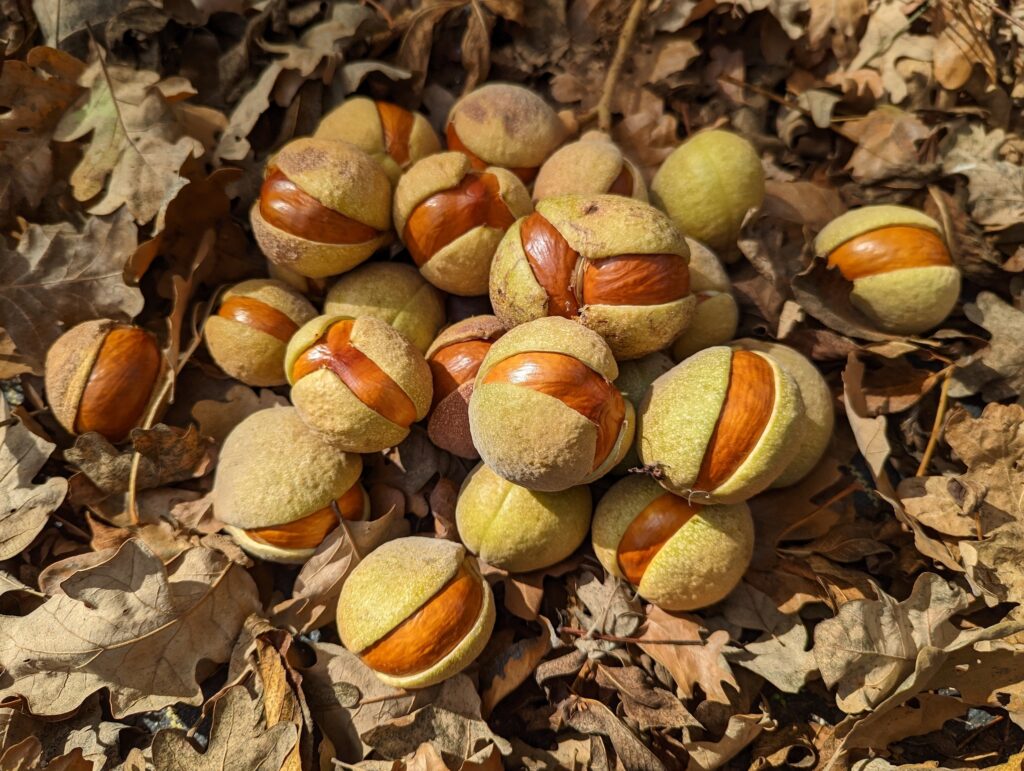 Aesculus californica - Californica buckeye