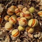 Aesculus californica - Californica buckeye