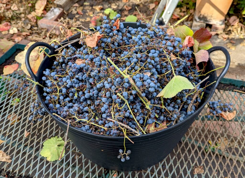 Vitis californica x 'Roger's Red' - California grape
