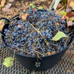 Vitis californica x 'Roger's Red' - California grape
