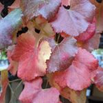 Vitis californica x 'Roger's Red' - California grape