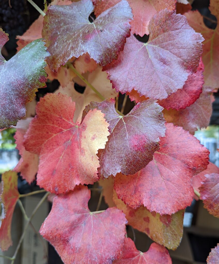 Vitis californica x 'Roger's Red' - California grape