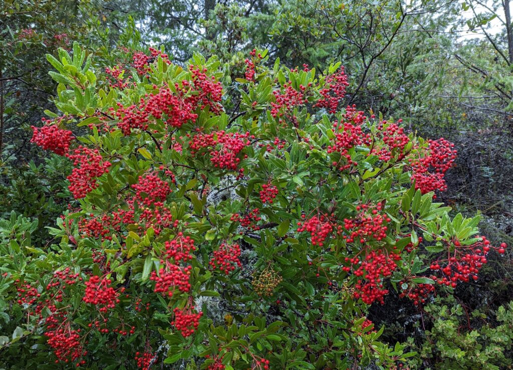 Heteromeles arbutifolia - toyon