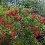 Heteromeles arbutifolia - toyon