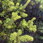 Arctostaphylos glandulosa 'Super Freak' - Eastwood manzanita