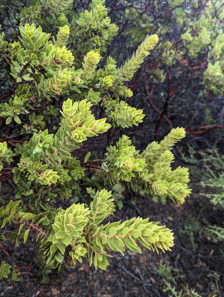 Arctostaphylos glandulosa 'Super Freak' - Eastwood manzanita