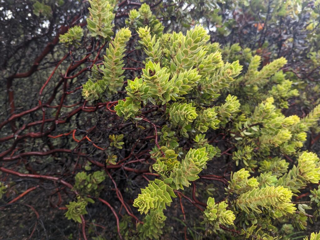 Arctostaphylos glandulosa 'Super Freak' - Eastwood manzanita