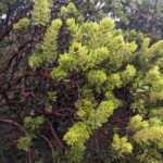 Arctostaphylos glandulosa 'Super Freak' - Eastwood manzanita