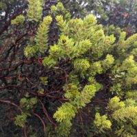 Arctostaphylos glandulosa ‘Super Freak’
