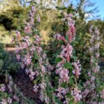 Ribes malvaceum 'Dancing Tassels' - chaparral currant