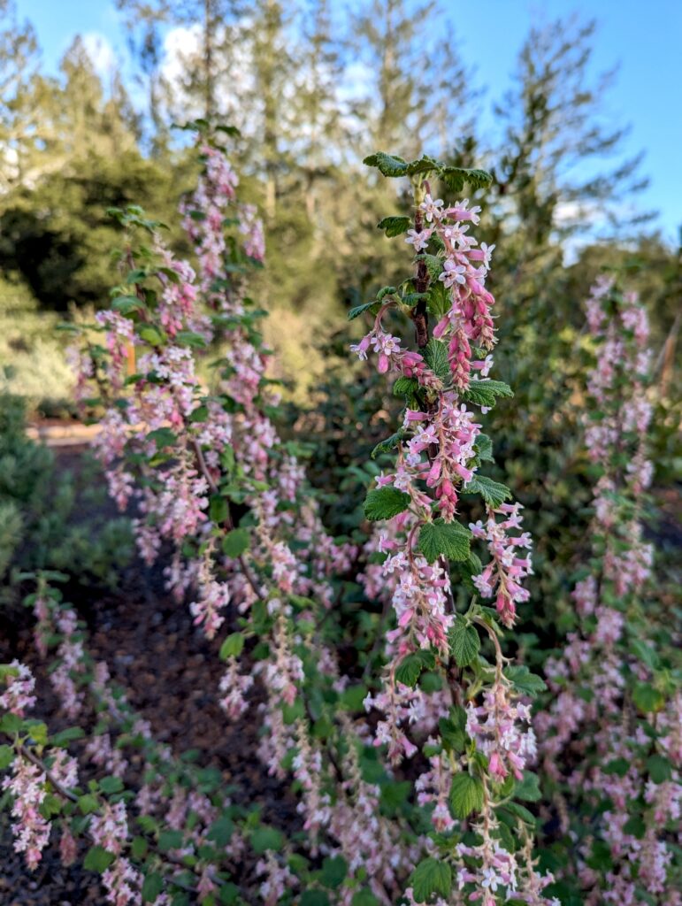 Ribes malvaceum 'Dancing Tassels' - chaparral currant