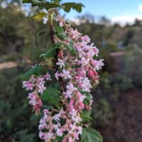 Ribes malvaceum ‘Dancing Tassels’