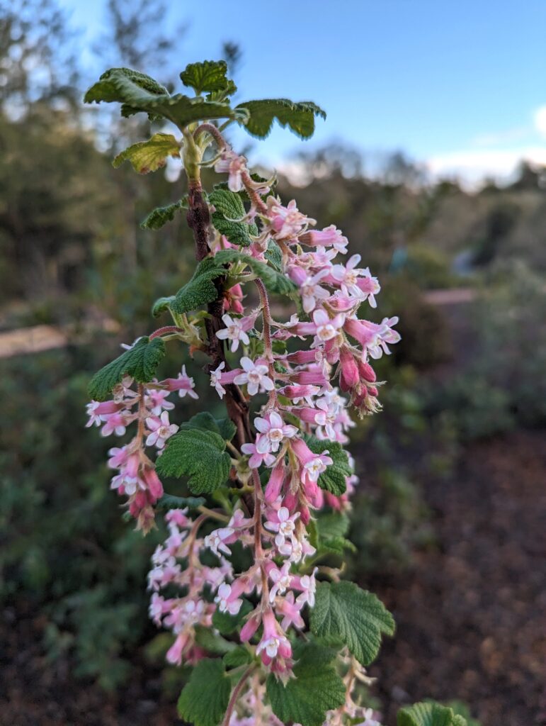 Ribes malvaceum 'Dancing Tassels' - chaparral currant