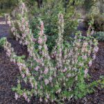 Ribes malvaceum 'Dancing Tassels' - chaparral currant