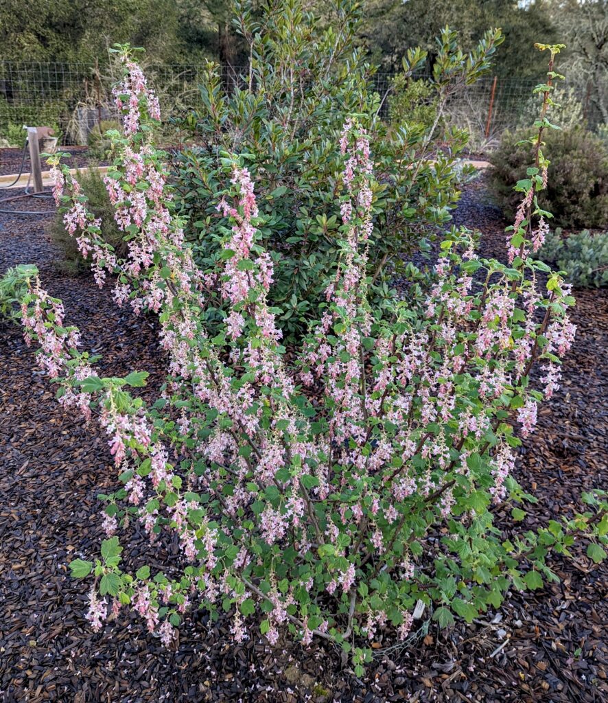 Ribes malvaceum 'Dancing Tassels' - chaparral currant