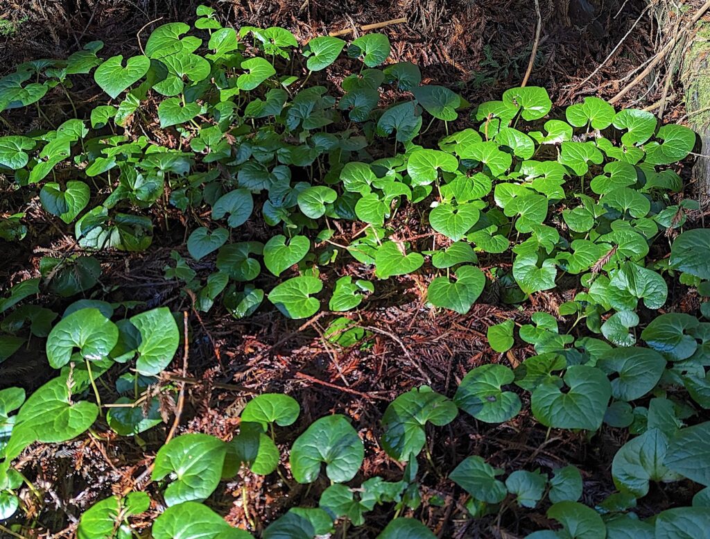 Asarum caudatum - wild ginger