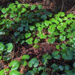 Asarum caudatum - wild ginger