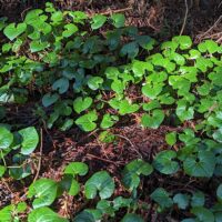 Asarum caudatum