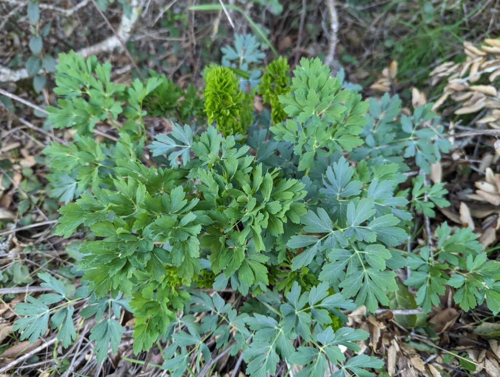 Lomatium californicum - California lomatium