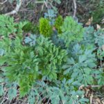 Lomatium californicum - California lomatium