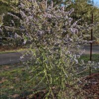Ceanothus ‘Berkeley Skies’