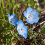 Nemophila menziesii - Frosty Blue - baby blue eyes