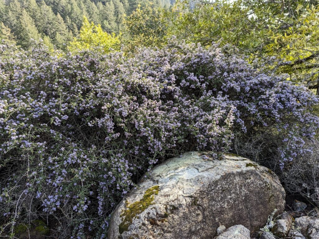 Ceanothus cuneatus - buckbrush