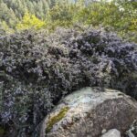 Ceanothus cuneatus - buckbrush