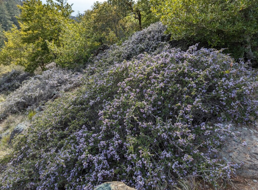 Ceanothus cuneatus - buckbrush