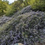 Ceanothus cuneatus - buckbrush