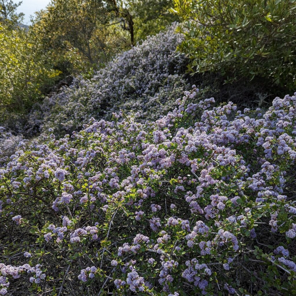Ceanothus cuneatus - buckbrush