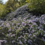 Ceanothus cuneatus - buckbrush
