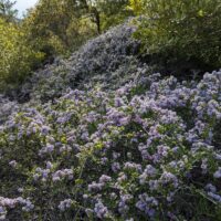 Ceanothus cuneatus