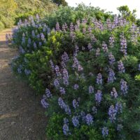 Lupinus arboreus – blue flowered form