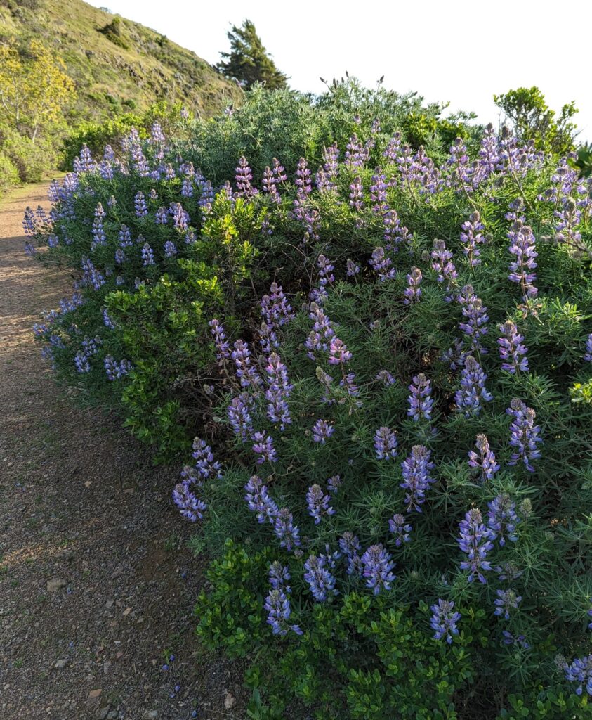Lupinus arboreus - blue flowered form - blue bush lupine