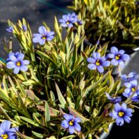 Sisyrinchium bellum 'Stripey' - variegated blue-eyed grass