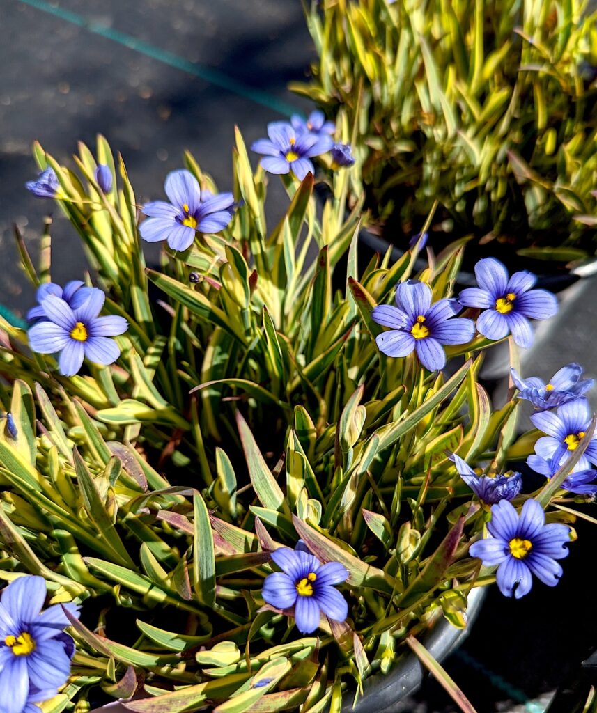 Sisyrinchium bellum 'Stripey' - variegated blue-eyed grass