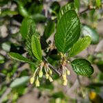 Cercocarpus betuloides var. blancheae - Island mountain mahogany