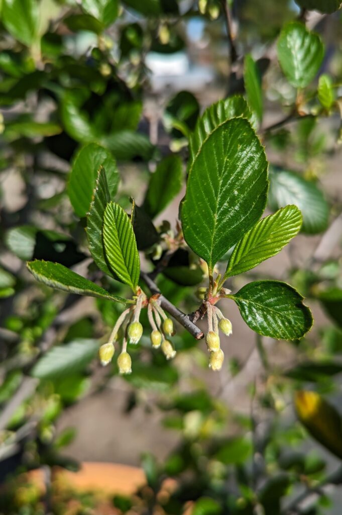 Cercocarpus betuloides var. blancheae - Island mountain mahogany