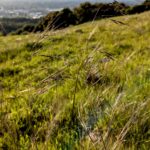 Stipa (Nassella) pulchra - purple needlegrass