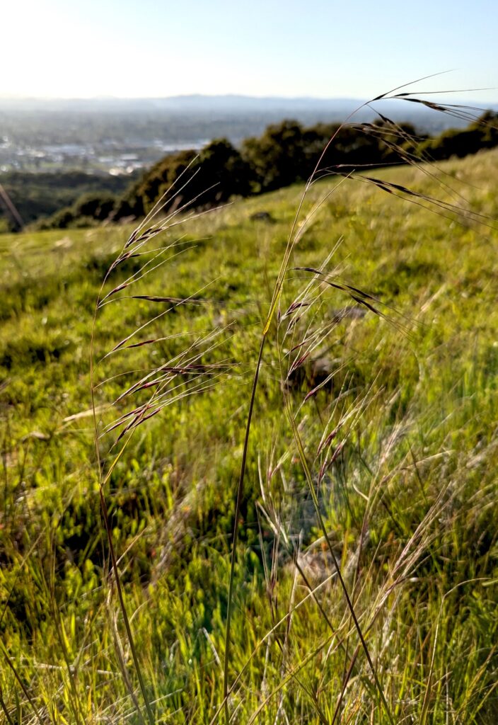 Stipa (Nassella) pulchra - purple needlegrass