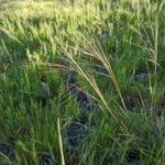 Stipa (Nassella) pulchra - purple needlegrass