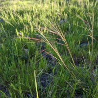 Stipa (Nassella) pulchra - purple needlegrass