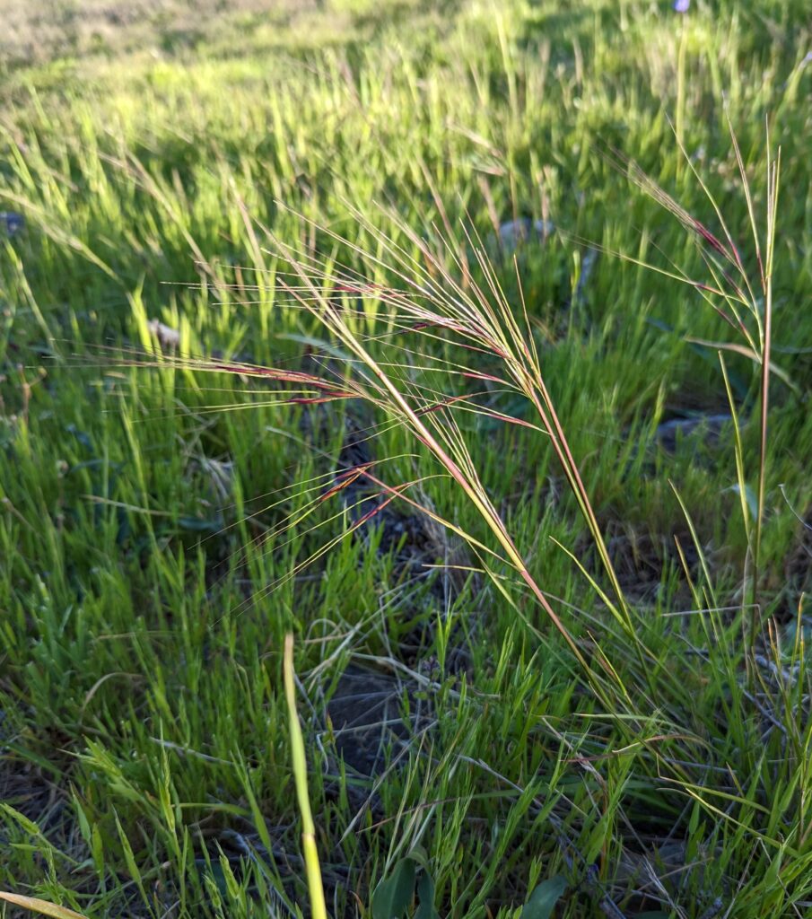 Stipa (Nassella) pulchra - purple needlegrass