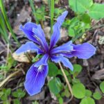 Iris douglasiana v. major - Marin iris