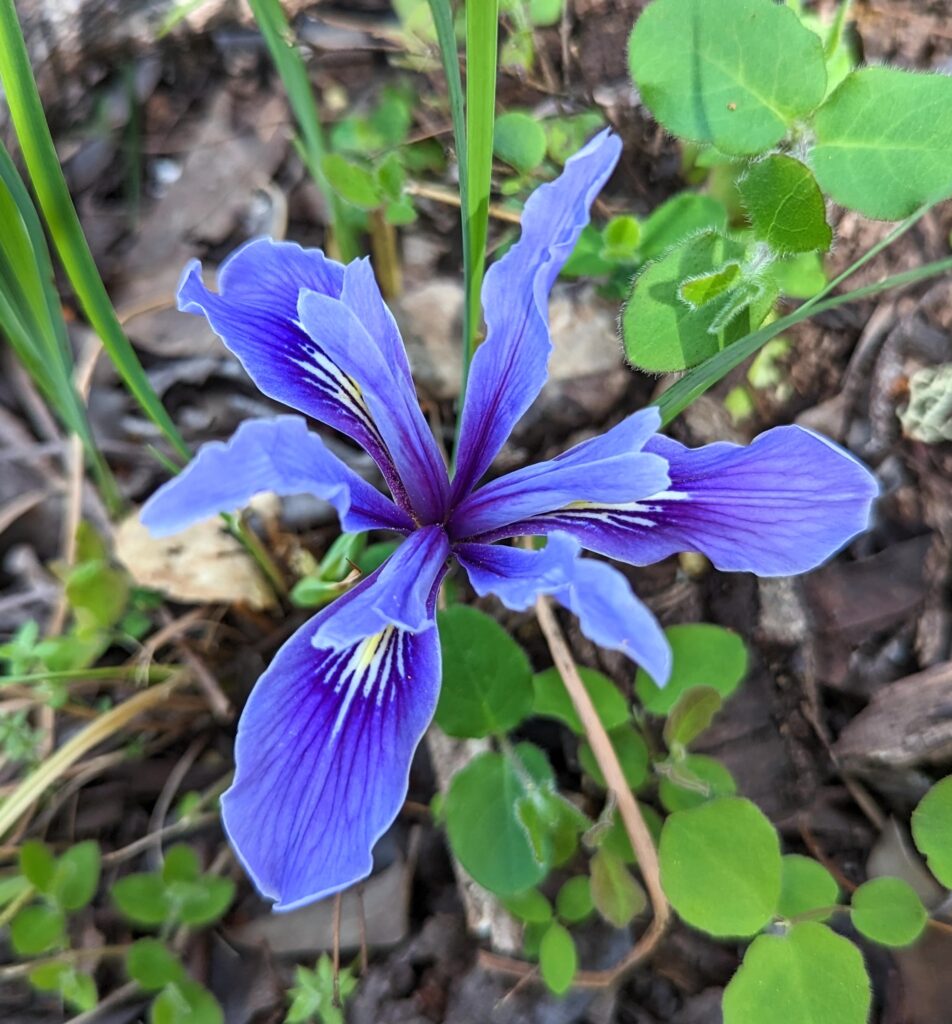 Iris douglasiana v. major - Marin iris