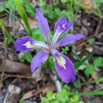 Iris douglasiana v. major - Marin iris