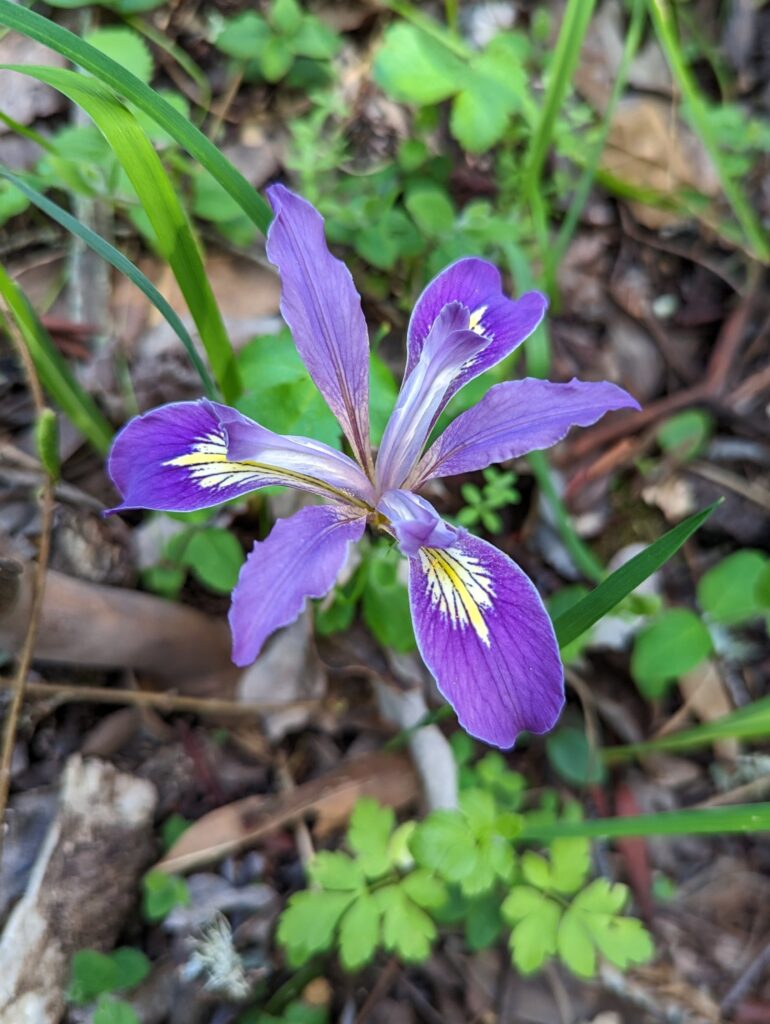 Iris douglasiana v. major - Marin iris