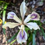 Iris douglasiana v. major - Marin iris