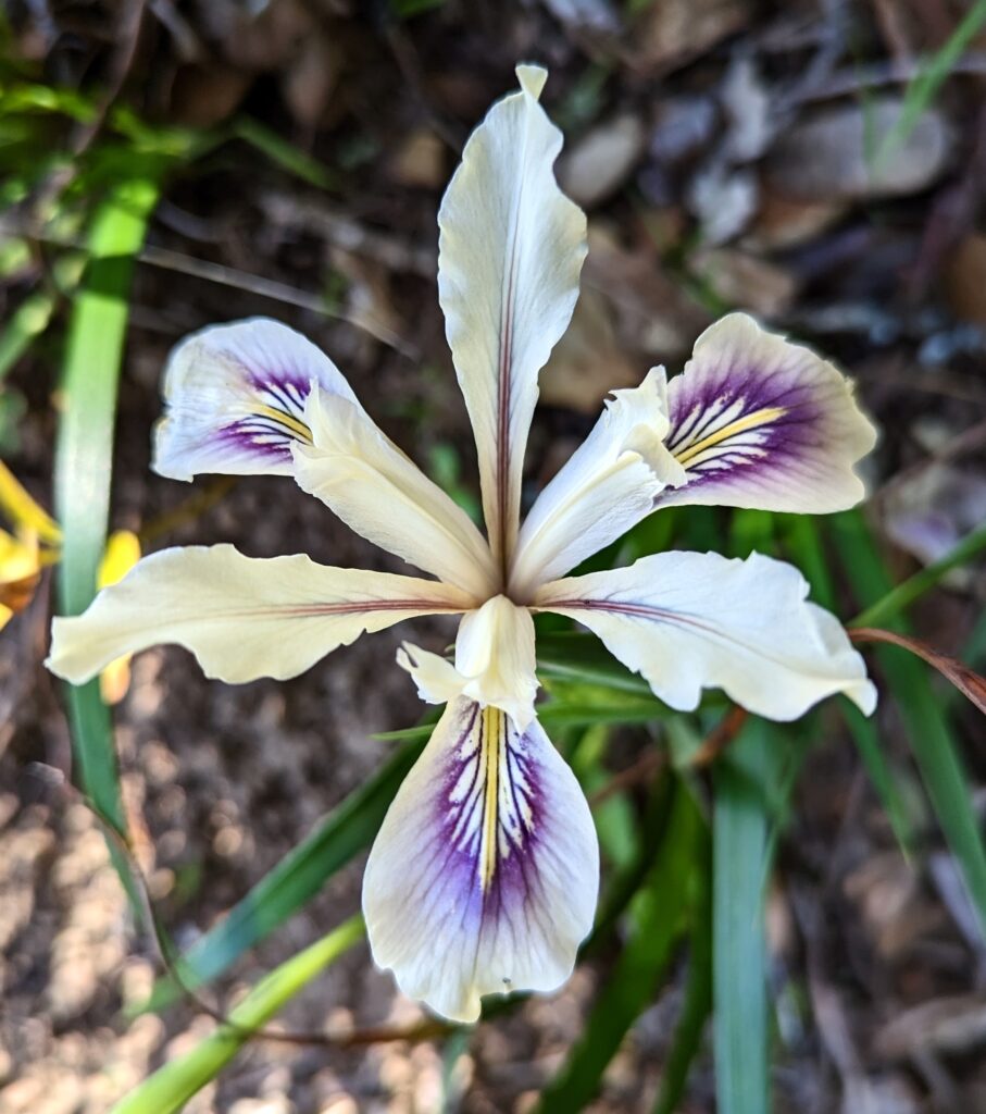 Iris douglasiana v. major - Marin iris